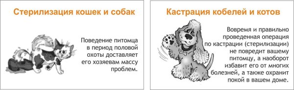 пудель рисунок