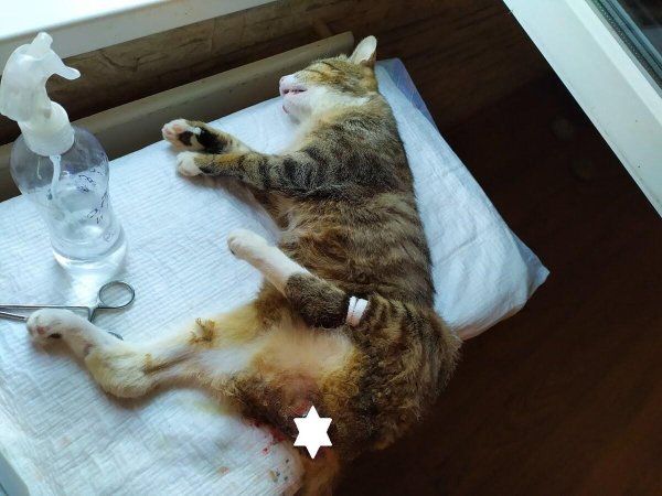 кастрированные коты