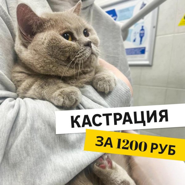 акция на кастрацию и стерилизацию