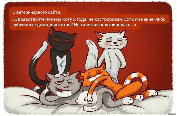 приколы про кастрированных котов