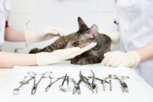 ветеринарная хирургия