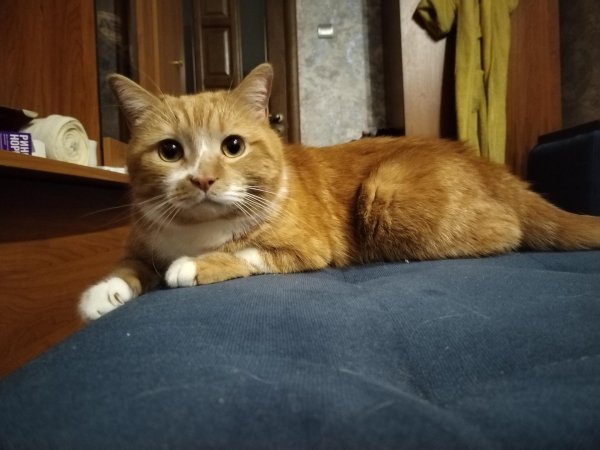 настоящие коты