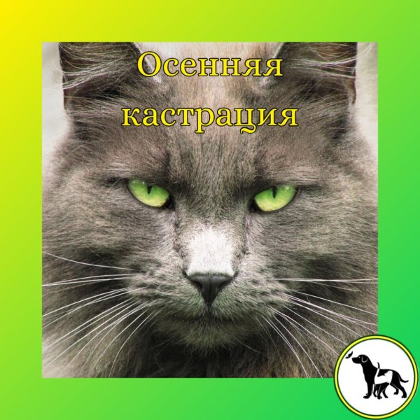 кошачий нос