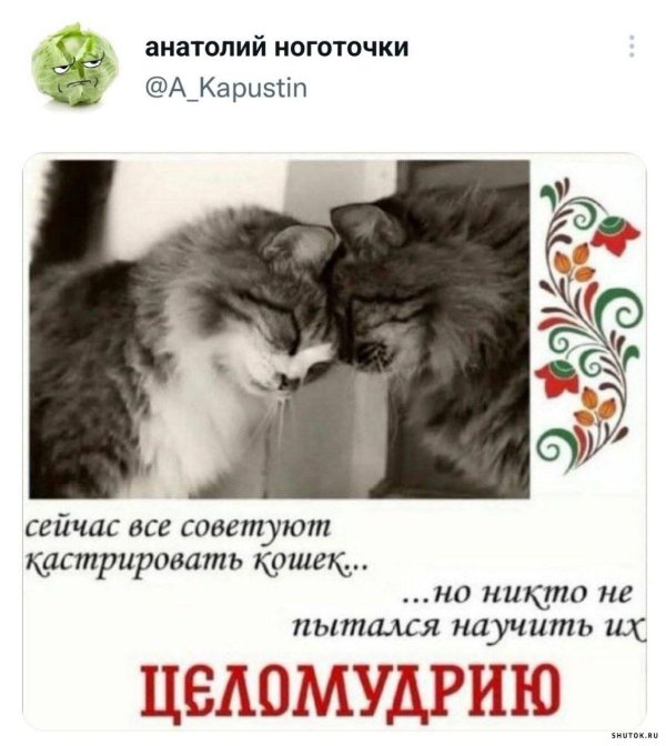 про котиков