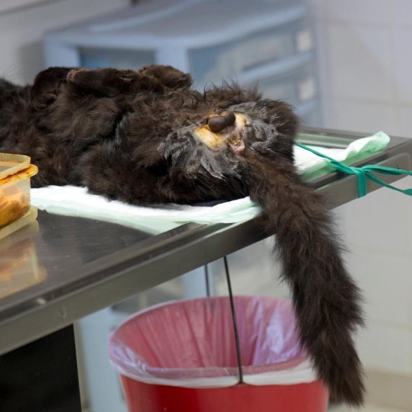 кастрированные коты