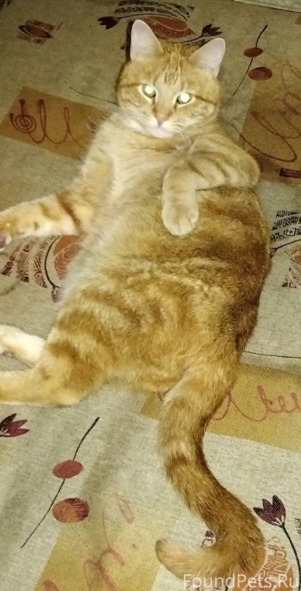 пропал рыжий кот