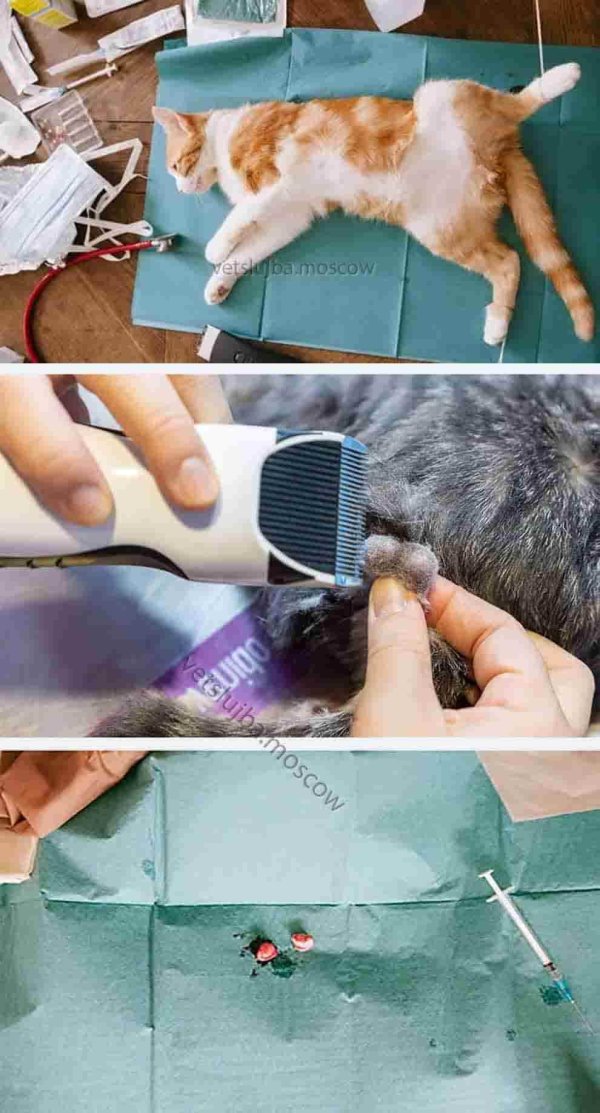 кастрирование кота