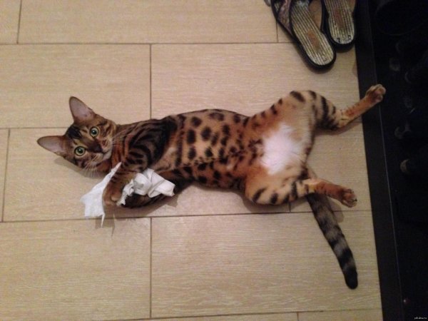 бенгальская кошка