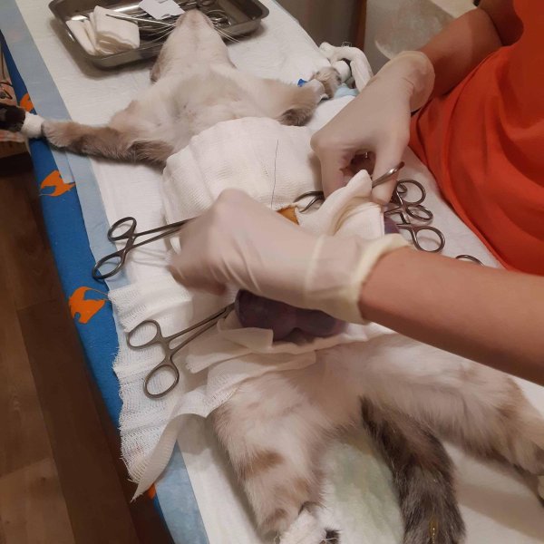 овариогистерэктомия стерилизация овариогистерэктомия