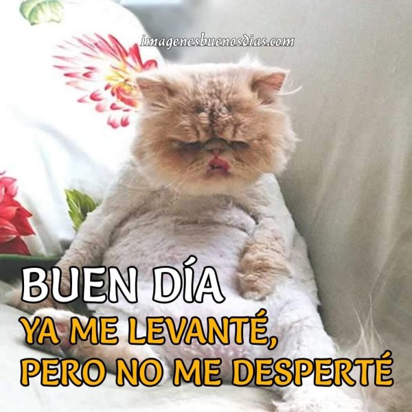 милые котики смешные