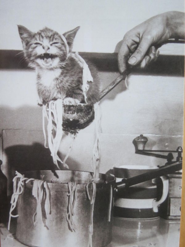 суп с котом