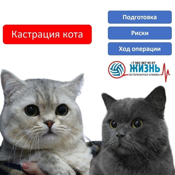 ветеринарная клиника