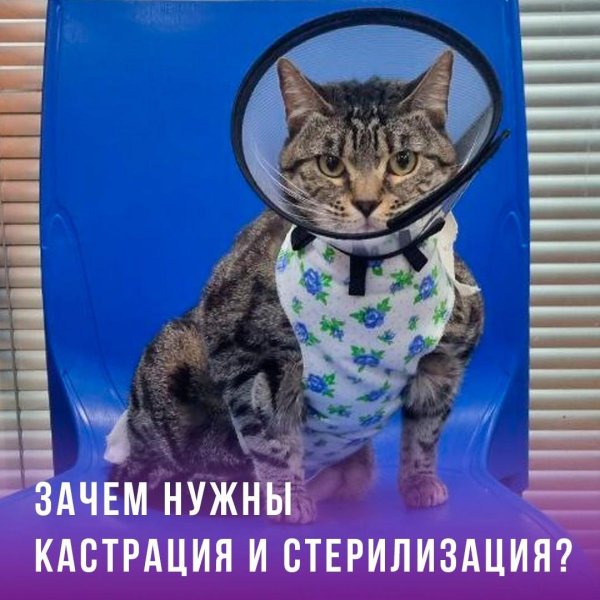 стерилизация кошек подготовка