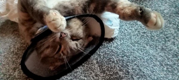 стерилизованная кошка