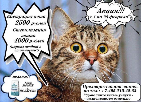 стерилизация кота