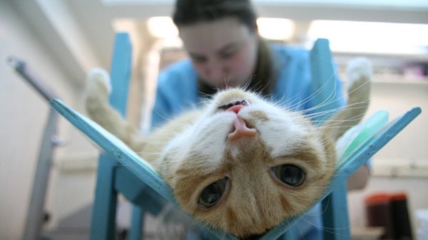 кастрированные коты