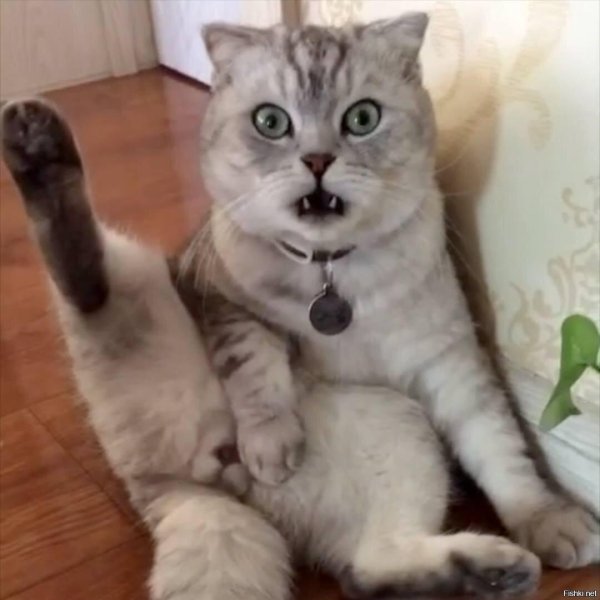 кошачьи бубенчики