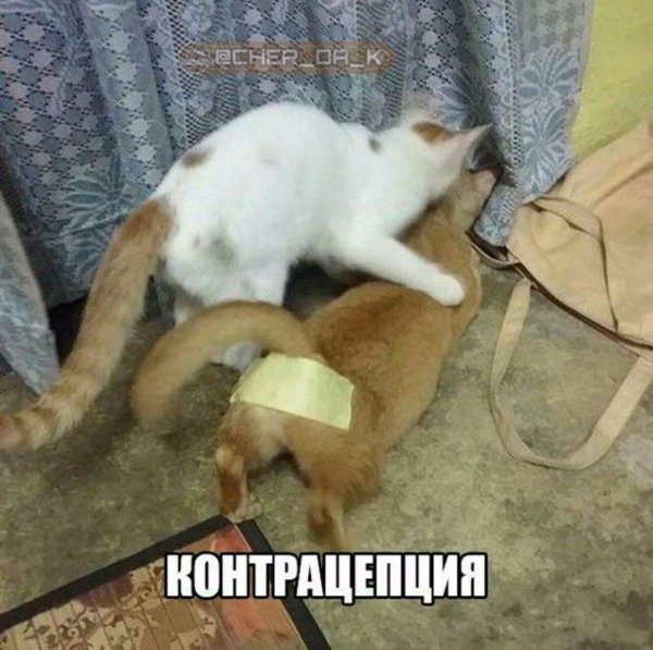 кошачья попа