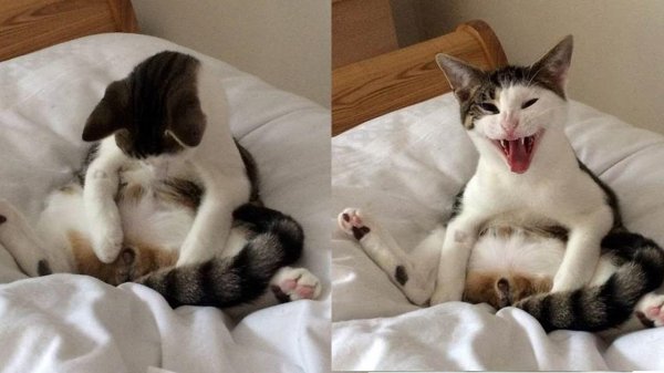 кастрированные коты