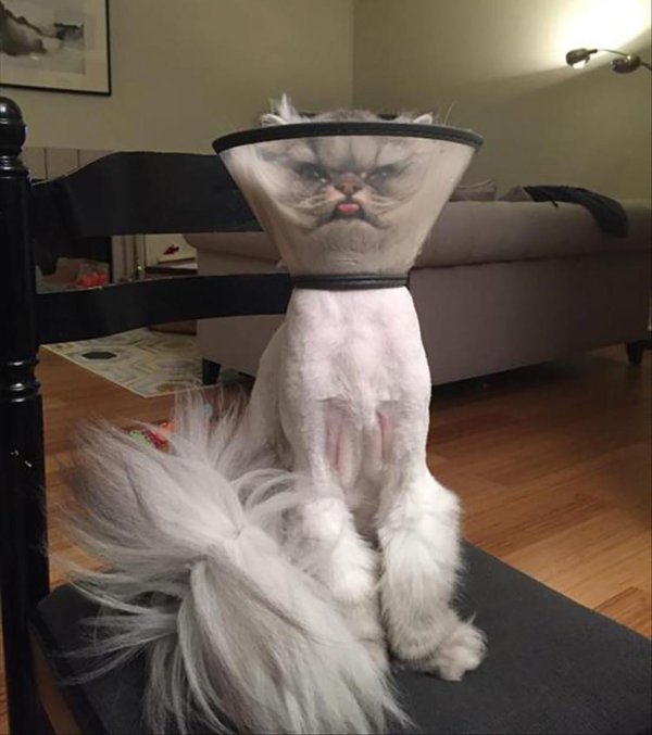 прикольные стрижки для кошек