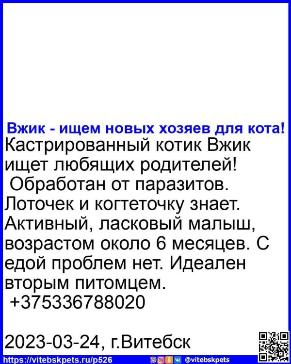 потерялась кошка