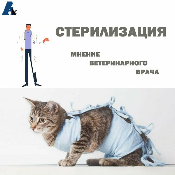 стерилизация кошек подготовка