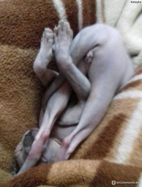 донские сфинксы