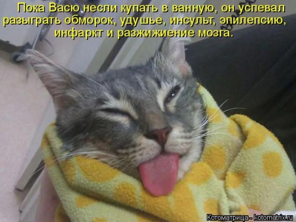 котики ржака