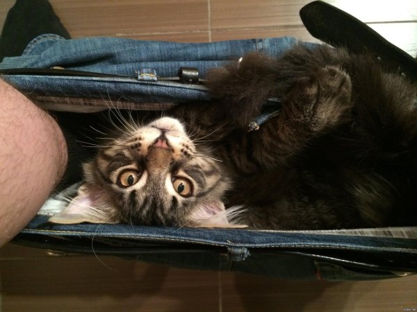 метис мейн куна