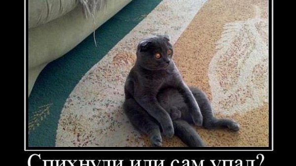 коте приколы