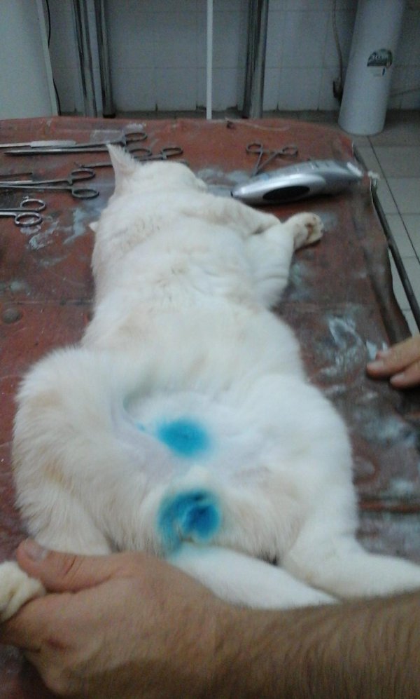 уретростомия у кота