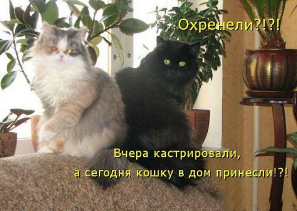 коты юмор
