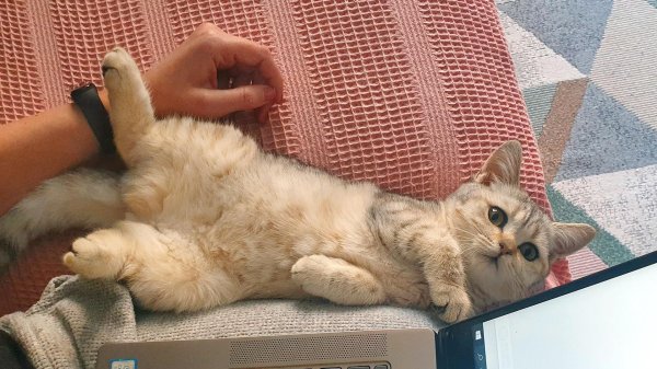 британская золотая шиншилла