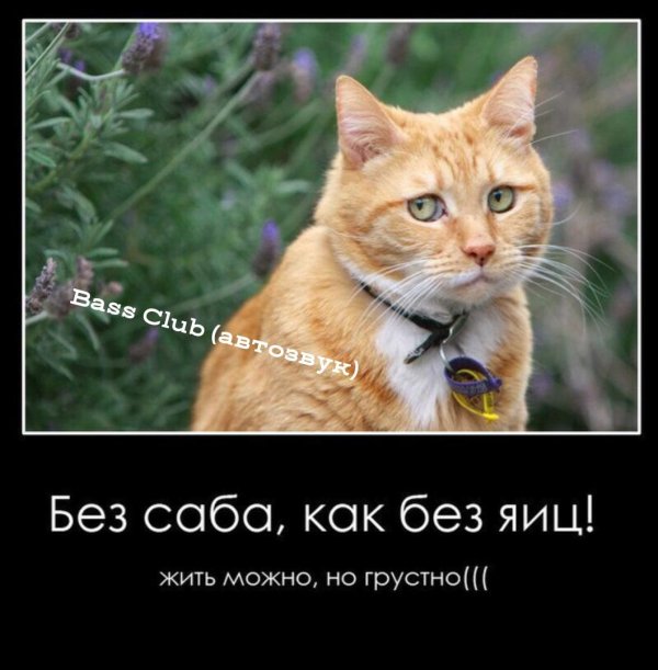 можно жить и без яиц