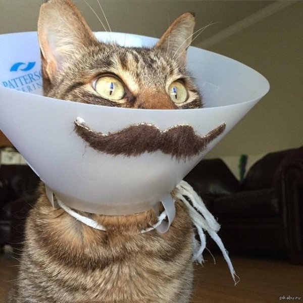 кошачий воротник