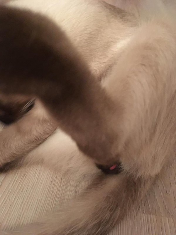 у котенка на лапе проплешина