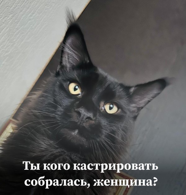 чëрный кот