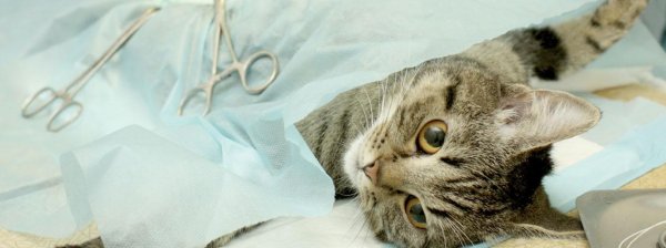 стерилизация кошек