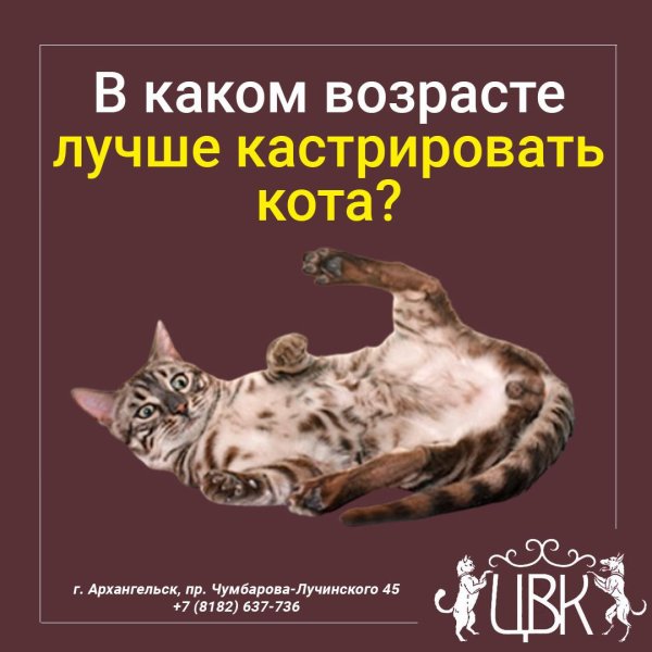 кастрированные коты