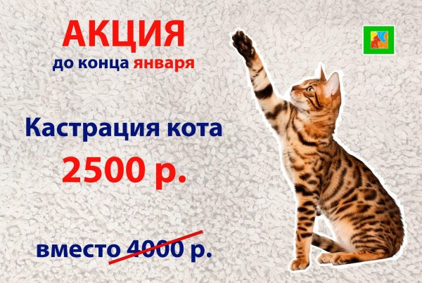 айболит курск ветеринарная