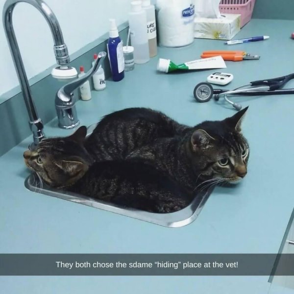 ветеринарная клиника