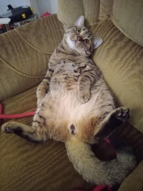 кошачьи яйца