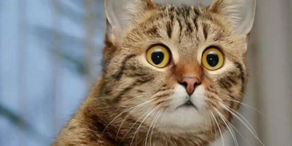 удивленный котик