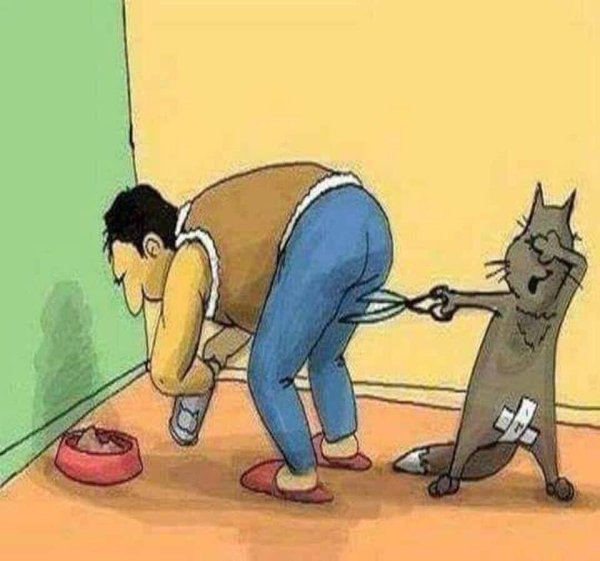 коте приколы