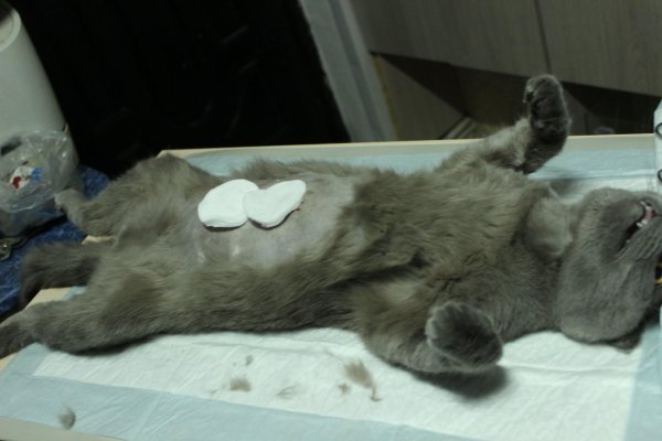 стерилизация кошки ход операции