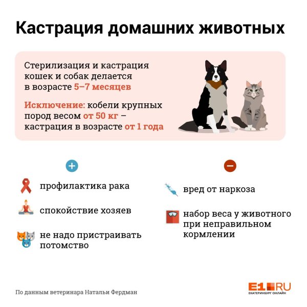 стерилизация котенка