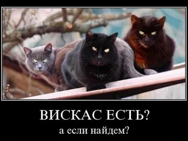 котики демотиваторы