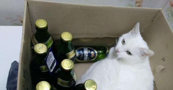 Кот с пивом