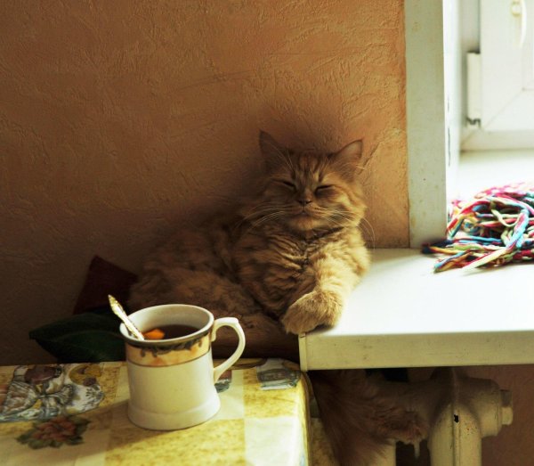 Коты пьют чай