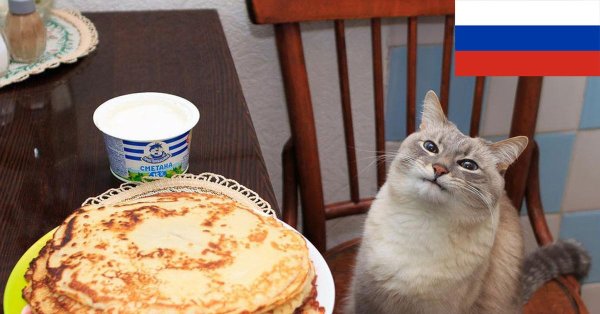 кот блинчик